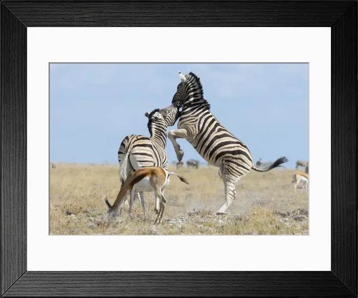 Framed Print : Namibia. Zebra (Equus burchelli) in Savannah, Etosha National Park, Kunene Region, Namibia Framed Print : Namibia. Zebra (Equus burchelli) in Savannah, Etosha National Park, Kunene Region, Namibia