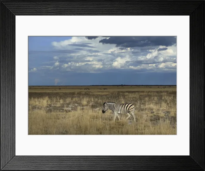 Framed Print : Namibia. Zebra (Equus burchelli), Etosha National Park, Kunene Region, Namibia Framed Print : Namibia. Zebra (Equus burchelli), Etosha National Park, Kunene Region, Namibia
