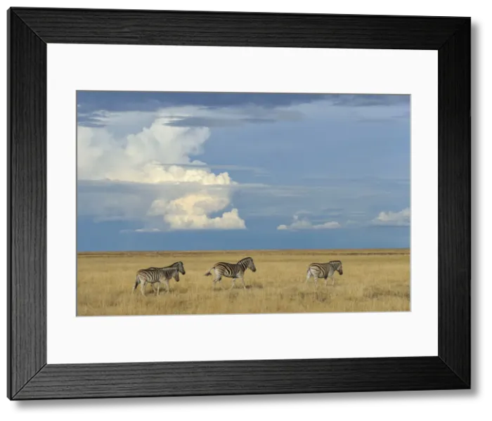 Framed Print : Zebra, Equus burchelli, Etosha National Park, Kunene Region, Namibia