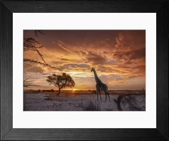 Framed Print : Namibia. Giraffe, Sunset at Okaukuejo waterhole Framed Print : Namibia. Giraffe, Sunset at Okaukuejo waterhole