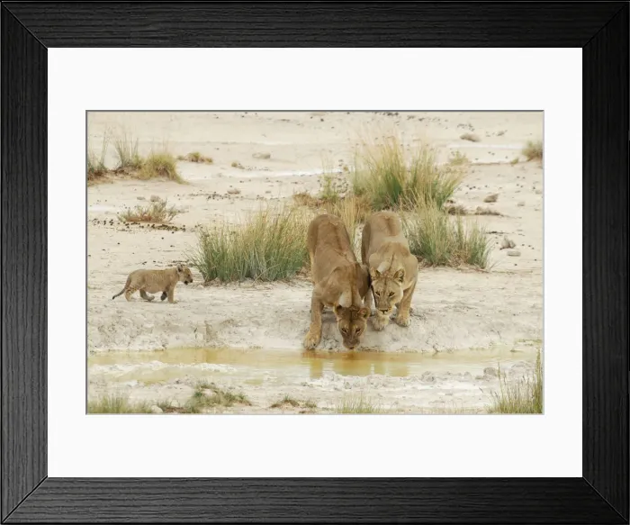 Framed Print : Namibia. Lion (Leo Panthera) with baby near Okaukuejo Framed Print : Namibia. Lion (Leo Panthera) with baby near Okaukuejo