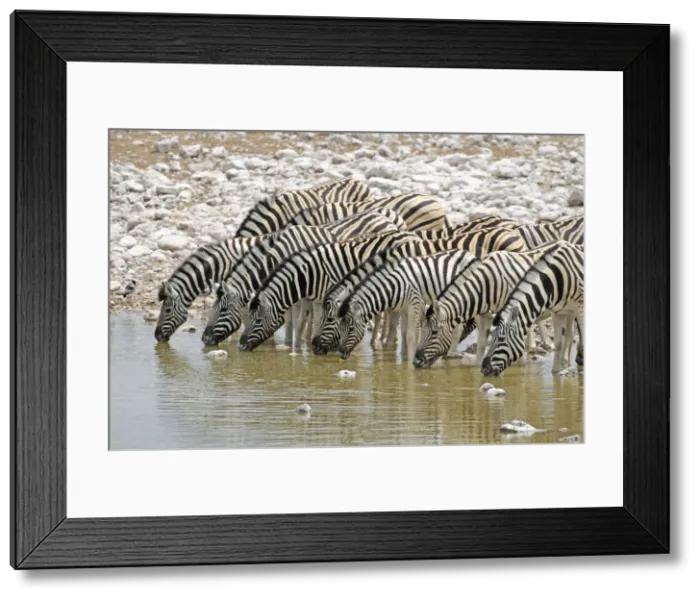 Framed Print : Namibia. Zebra (Equus burchelli) at Okaukuejo waterhole Framed Print : Namibia. Zebra (Equus burchelli) at Okaukuejo waterhole