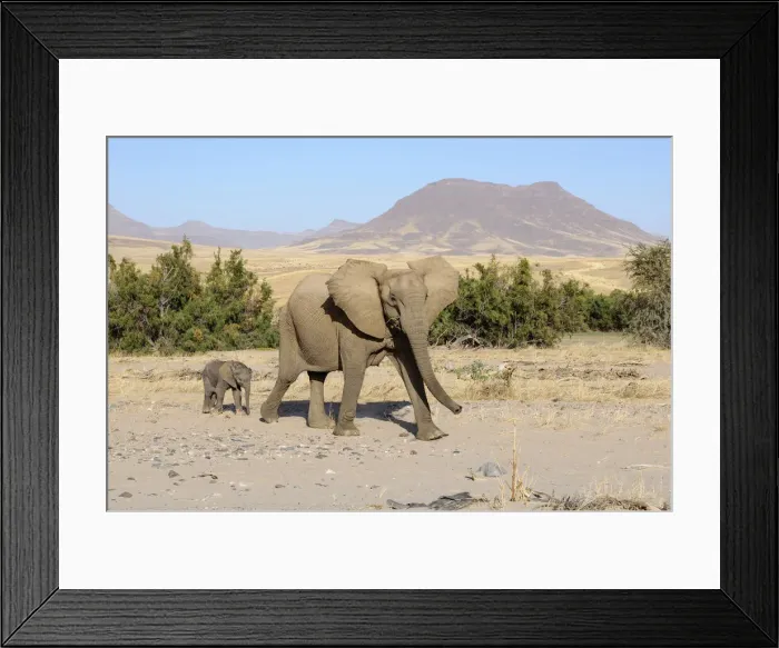 Framed Print : Namibia. Elephant (Loxodonta africana), Okahirongo Elephant Lodge