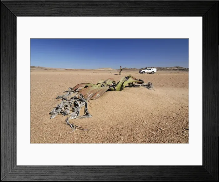 Framed Print : Namibia. Welwitschia Plant, Welwitschia Drive