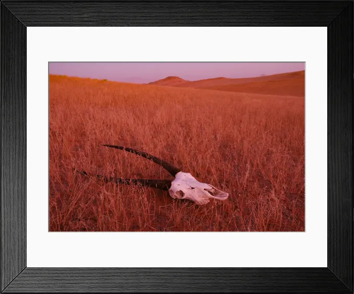 Framed Print : Namibia. Oryx skeleton, Serra Cafema Wilderness Safaris at Kunene River