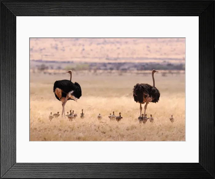 Framed Print : Namibia. Ostrich (Struthio camelus), Bird, Wolwedans Lodge