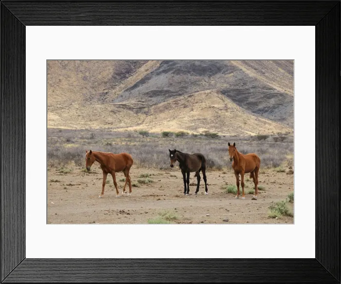 Framed Print : Wild Horses Framed Print : Wild Horses