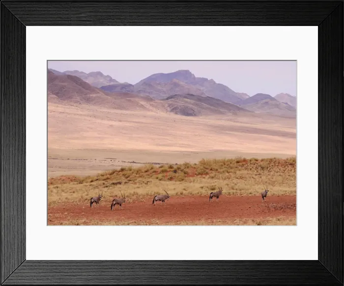 Framed Print : Wolwedans. Gemsbok (Oryx gazella), Dunes Lodge