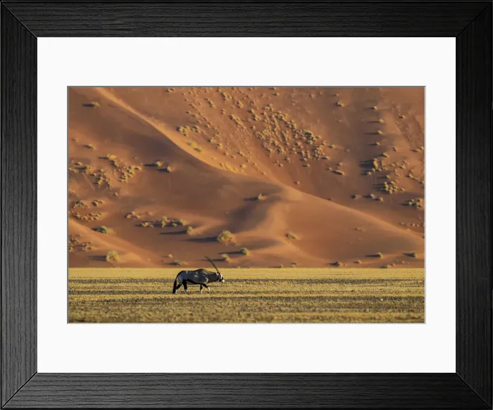 Framed Print : Namibia. Gemsbok (Oryx gazella), Sand Dunes, Sossusvlei area