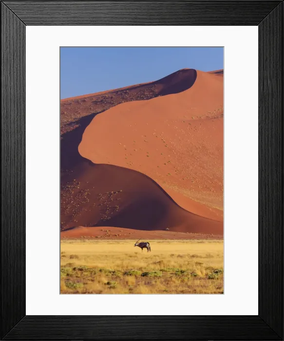 Framed Print : Namibia. Gemsbok (Oryx gazella), Sand Dunes, Sossusvlei area