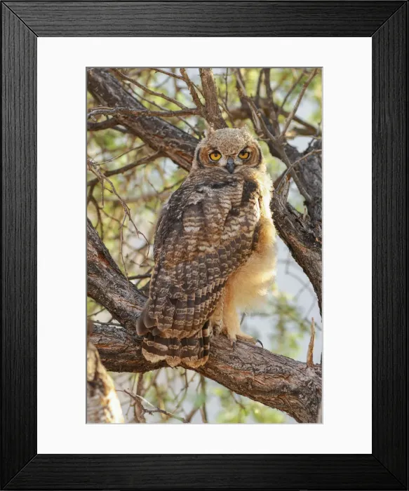 Framed Print : Wolwedans. Spotted Eagle Owl (Bubo africanus)