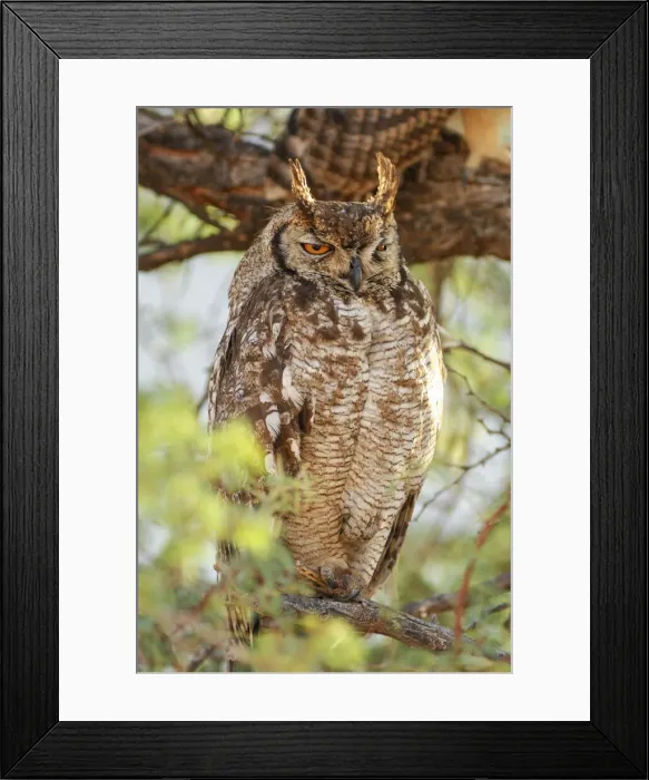 Framed Print : Wolwedans. Spotted Eagle Owl (Bubo africanus)