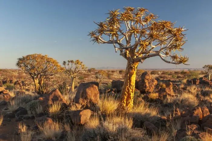 Framed Print : Africa, Southern, African, Namibia, Karas Region, Keetmanshoop, Quiver Tree