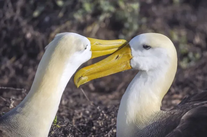 Framed Print : Albatros. Waved Albatross (Diomedea irrorata)