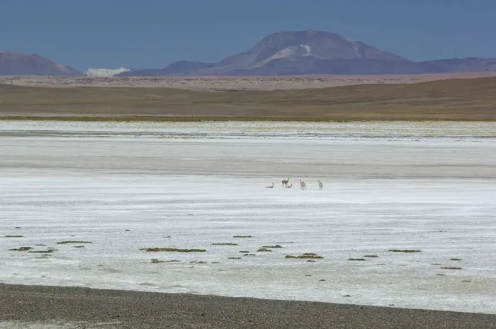 Framed Print : Altiplano. Vicuna at Salt flats, Salar de Jama Framed Print : Altiplano. Vicuna at Salt flats, Salar de Jama