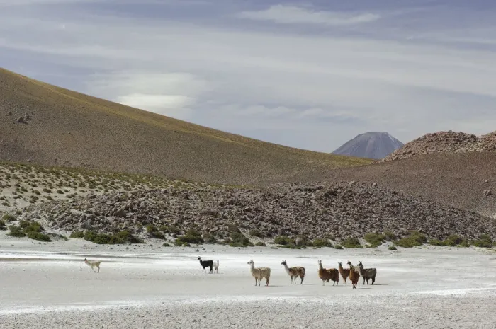 Framed Print : Altiplano. South America, Chile, Altiplano, Autofagasta