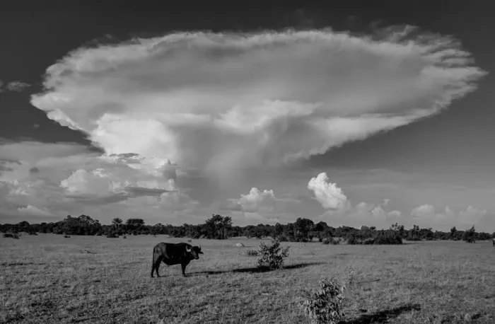 Framed Print : Amazon. South America; Brasil; Amazon Delta, Ilha do Marajo, pasture with bull