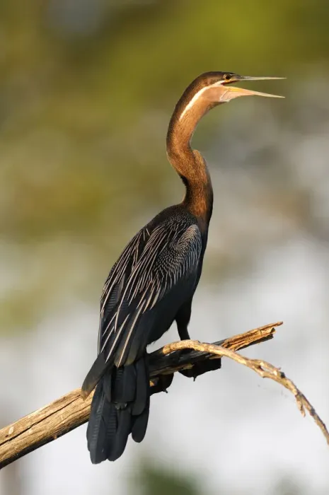 Framed Print : Anhinga. African Darter (Anhinga rufa), Lianshulu Lodge Framed Print : Anhinga. African Darter (Anhinga rufa), Lianshulu Lodge