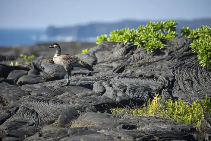 Framed Print : Big Island