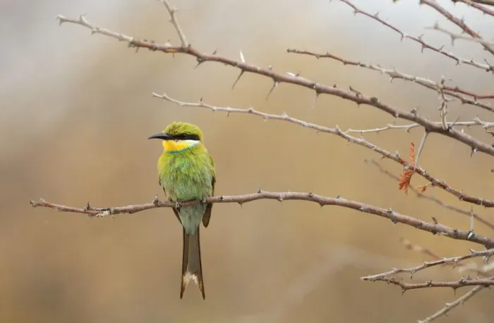 Framed Print : Birding. Little Bee-eater (Merops pusillus), Fishers Pan