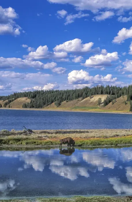 Framed Print : Bison at Yellowstone Lake