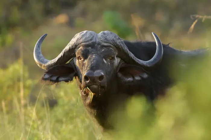 Framed Print : Buffalo. African Buffalo (Syncerus caffer), Bwabwata National Park