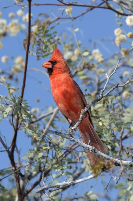Framed Print : Cardinal. North America, Mexico, Baja California Sur