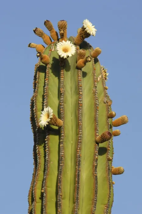 Framed Print : Cardon Cactus Framed Print : Cardon Cactus