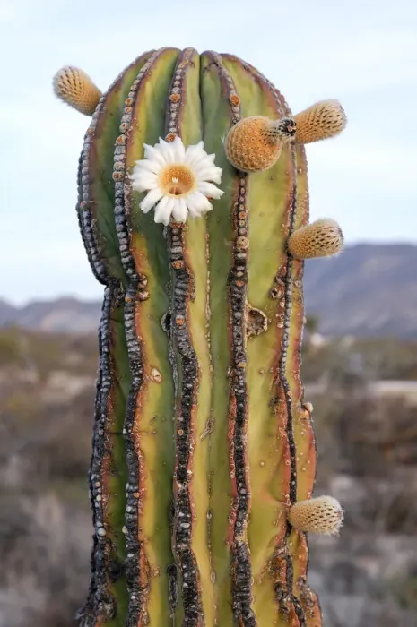 Framed Print : Cardon Cactus