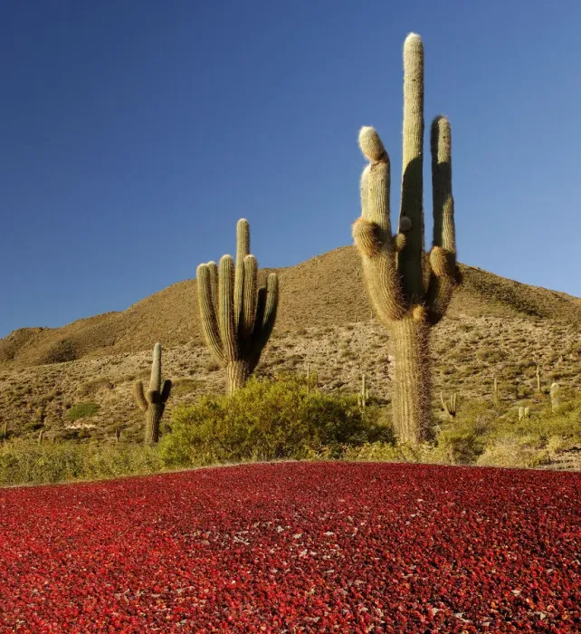 Framed Print : cardones. Dried chilis, Valley near Cachi, Valles Calchaquies