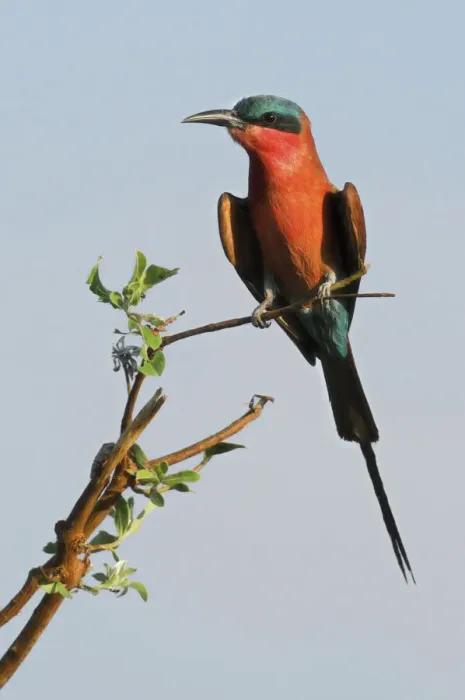 Framed Print : Carmine Bee-eater