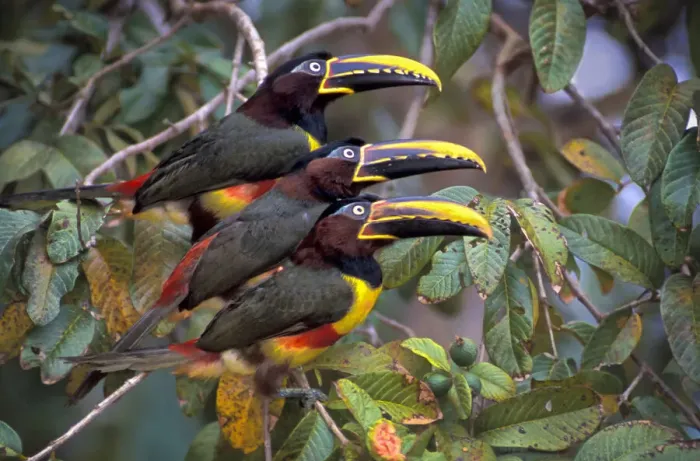 Framed Print : Chestnut-eared Aracari Framed Print : Chestnut-eared Aracari
