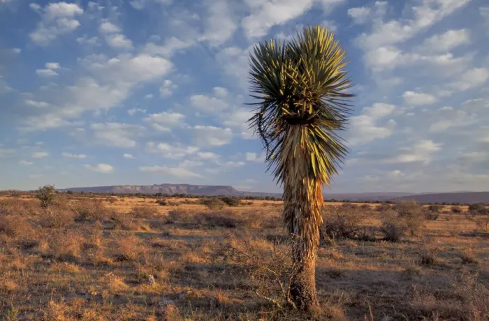 Framed Print : Durango. Yucca cactus, Sierra los Altos de Santa Isobel near Durango