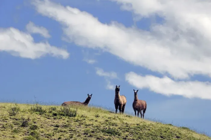 Framed Print : Llama. Ecuador, Andes Mountains, Llama, Piramides de Cochasqui Framed Print : Llama. Ecuador, Andes Mountains, Llama, Piramides de Cochasqui