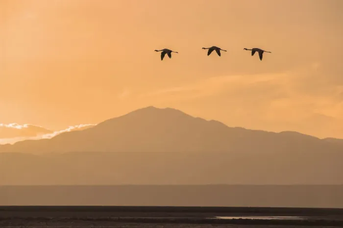 Framed Print : Flamingo. Laguna de Chaxa, Reserva Nacional Los Flamencos