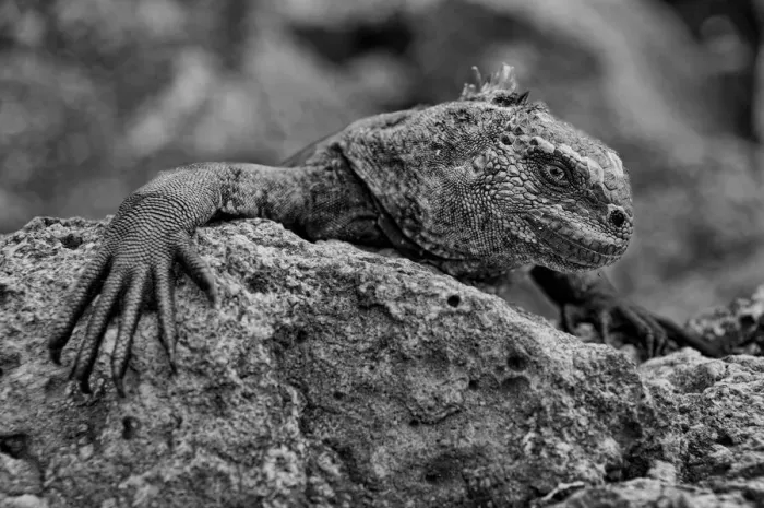 Framed Print : Galapagos. South America, Ecuador, Pacific, Galapagos Islands Framed Print : Galapagos. South America, Ecuador, Pacific, Galapagos Islands