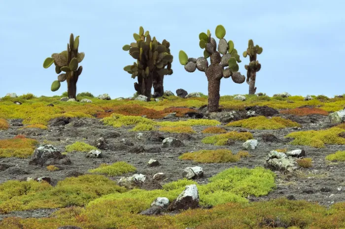 Framed Print : Galapagos. South America; Ecuador; Galapagos Islands; UNESCO; World Heritage;