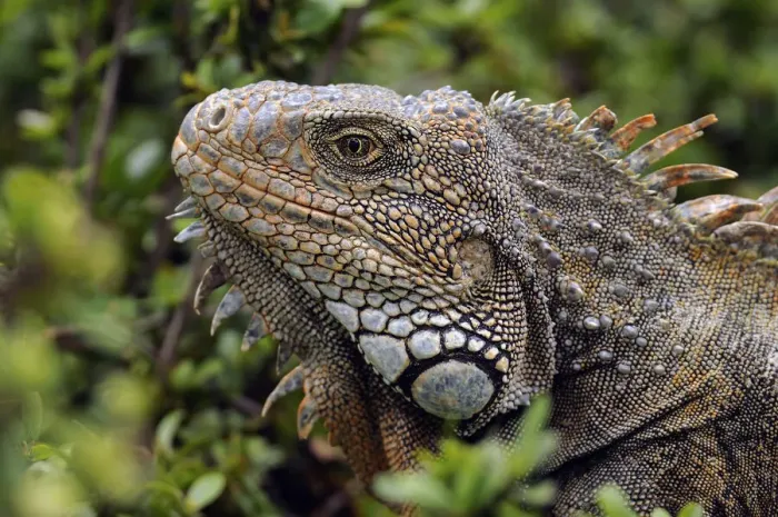 Framed Print : Iguana. South America, Ecuador, Guayaquil, Parque Seminario, Iguana