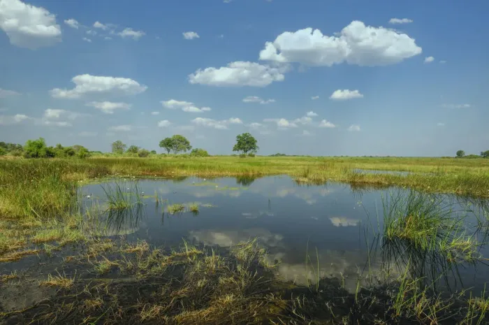 Framed Print : Kwando Wetland Framed Print : Kwando Wetland
