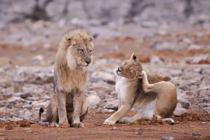Framed Print : Leo. Lion (Leo Panthera) at Waterhole, Etosha National Park, Kunene Region, Namibia