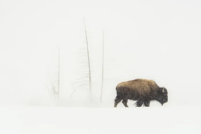 Framed Print : Lone Bull. USA, Wyoming, Yellowstone National Park