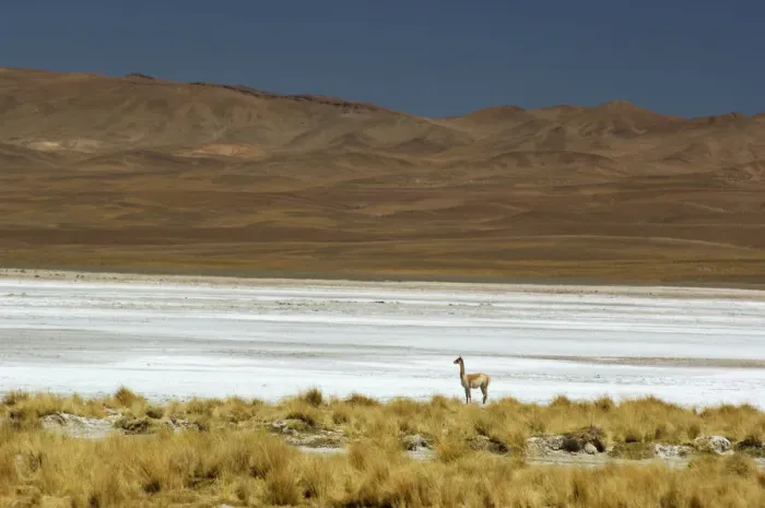 Framed Print : Lone Vicuna Framed Print : Lone Vicuna