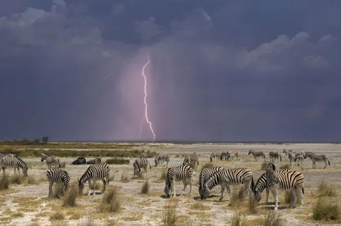 Framed Print : Zebra. (m). Zebra (Equus burchelli), Etosha National Park, Kunene Region, Namibia Framed Print : Zebra. (m). Zebra (Equus burchelli), Etosha National Park, Kunene Region, Namibia