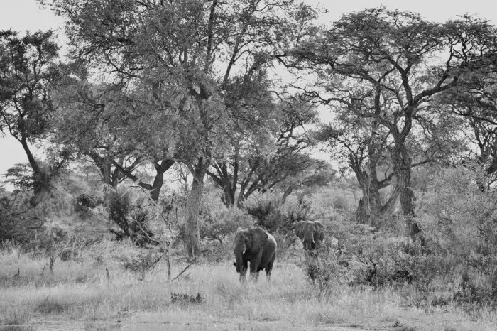 Framed Print : Namibia. Africa, Namibia, Caprivi, Bwa Bwata National Park Framed Print : Namibia. Africa, Namibia, Caprivi, Bwa Bwata National Park