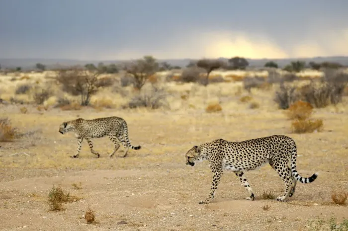 Framed Print : Namibia. Cheetah (Acinonyx jubatus), Quiver Tree Rest Camp Framed Print : Namibia. Cheetah (Acinonyx jubatus), Quiver Tree Rest Camp