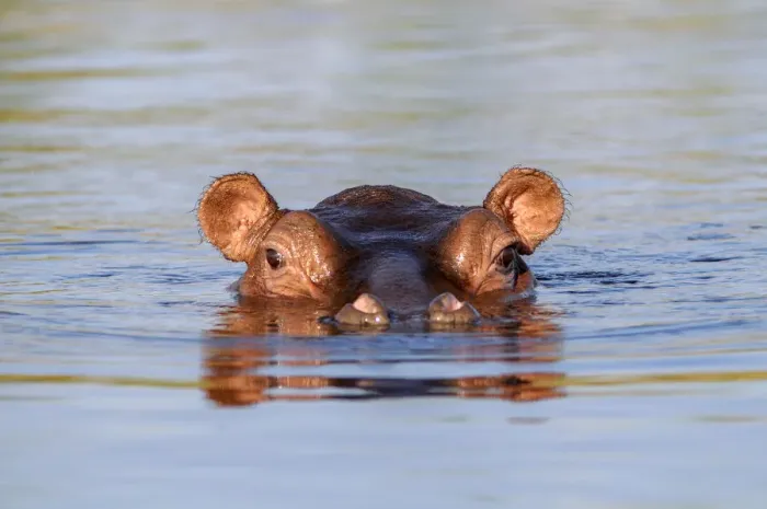 Framed Print : Namibia. Hippopotamus (Hippopotamus amphibius) Framed Print : Namibia. Hippopotamus (Hippopotamus amphibius)