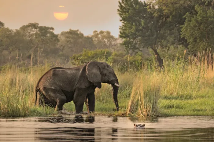 Framed Print : Namibia. Elephant (Loxodonta africana) in Kwando River Framed Print : Namibia. Elephant (Loxodonta africana) in Kwando River