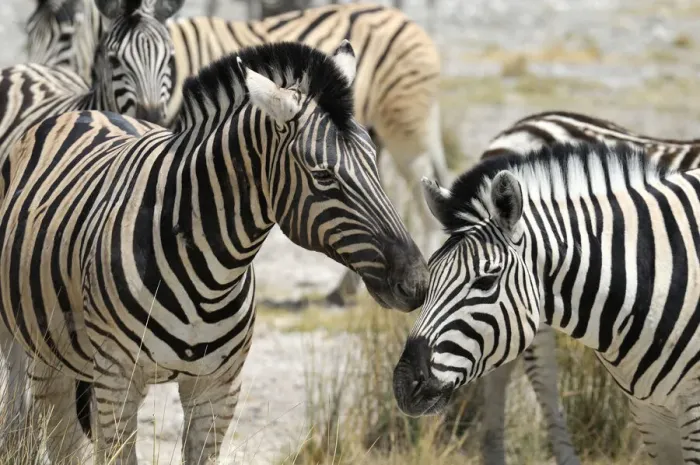 Framed Print : Namibia. Zebra (Equus burchelli), Etosha National Park, Kunene Region, Namibia Framed Print : Namibia. Zebra (Equus burchelli), Etosha National Park, Kunene Region, Namibia