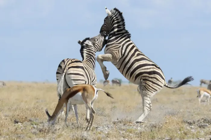 Framed Print : Namibia. Zebra (Equus burchelli) in Savannah, Etosha National Park, Kunene Region, Namibia Framed Print : Namibia. Zebra (Equus burchelli) in Savannah, Etosha National Park, Kunene Region, Namibia