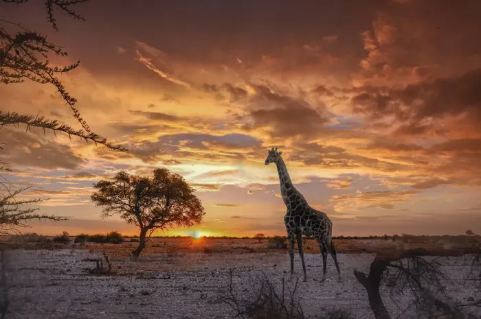Framed Print : Namibia. Giraffe, Sunset at Okaukuejo waterhole Framed Print : Namibia. Giraffe, Sunset at Okaukuejo waterhole